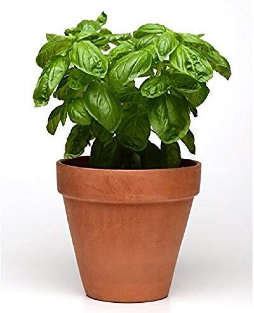 Dream mall Basil Plant Price in India Buy Dream mall Basil Plant