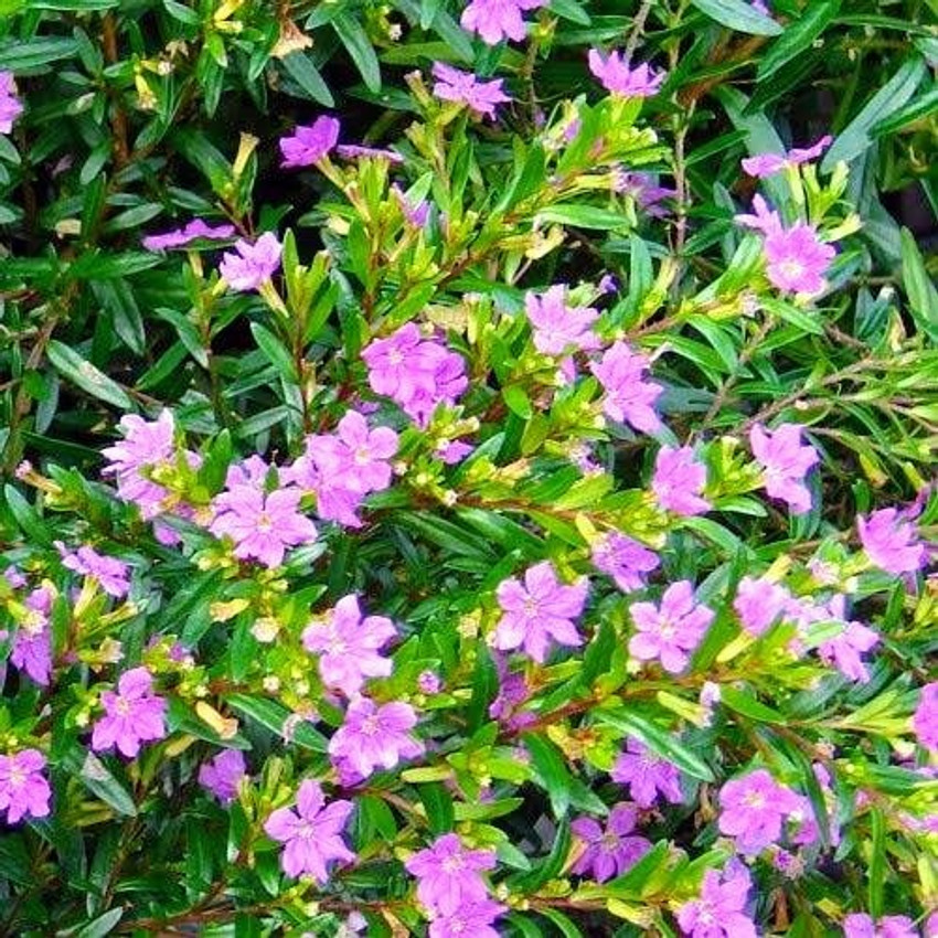 OrganicEarth Cuphea Plant Price in India Buy OrganicEarth Cuphea