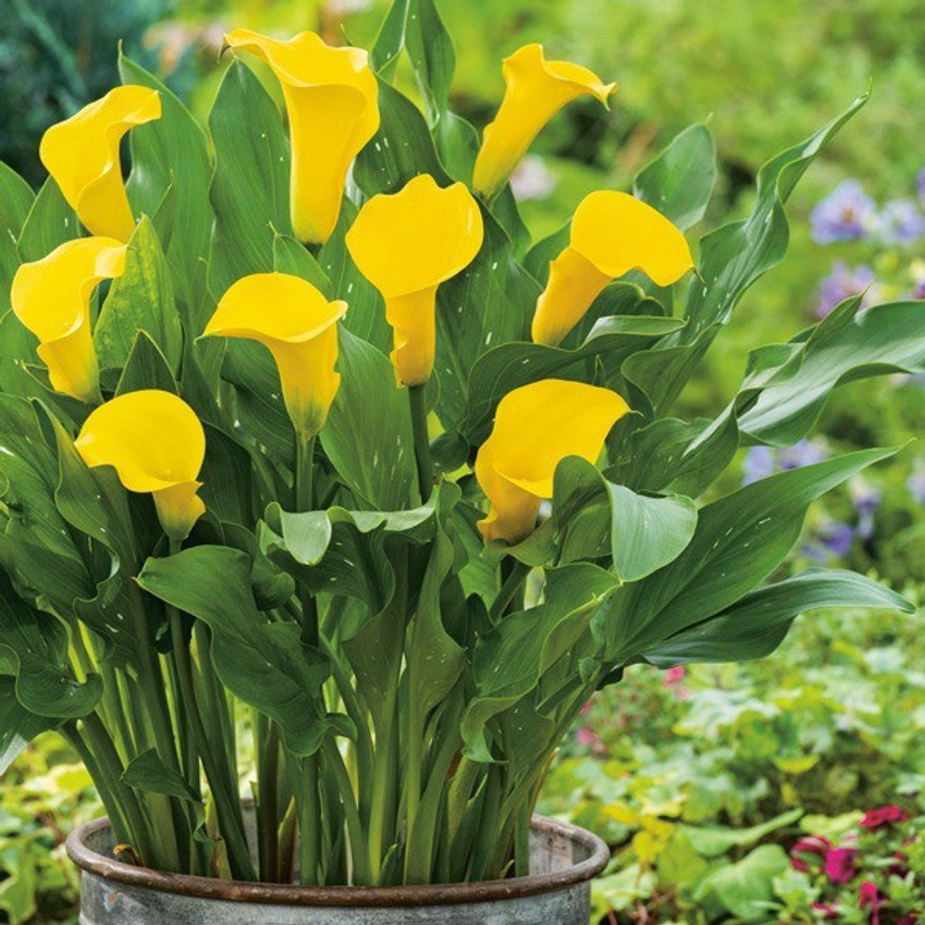 Lily plant outlet