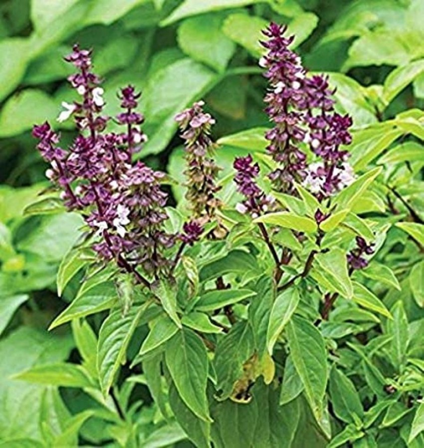 Kapebonavista Sweet Basil Plant Price in India Buy Kapebonavista