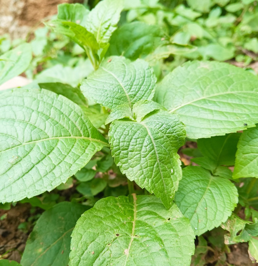 Sanjay tamang Basil Plant Price in India Buy Sanjay tamang Basil