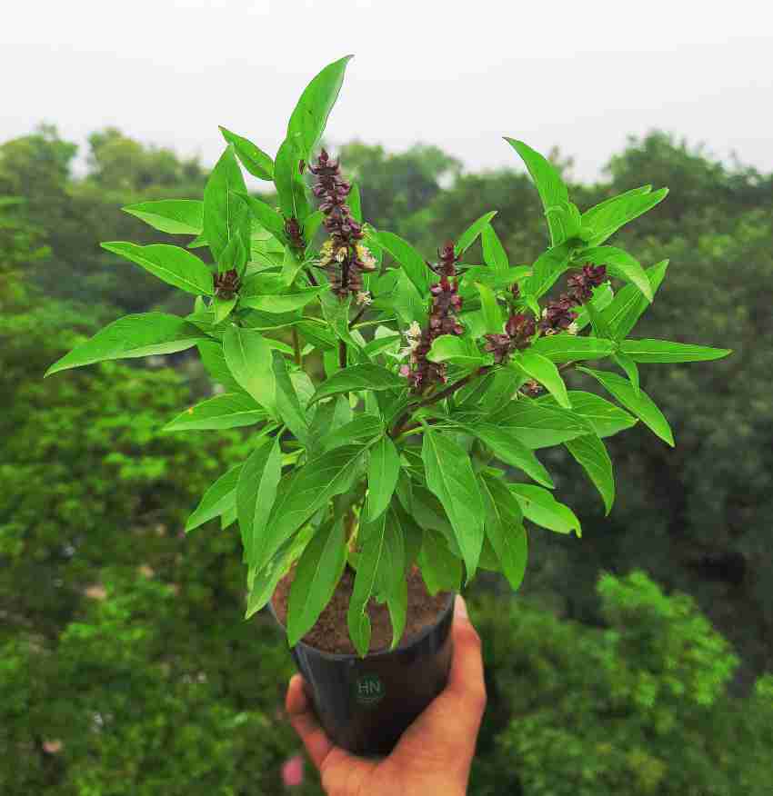 OrganicEarth Basil Plant Tulsi Plant Price in India Buy