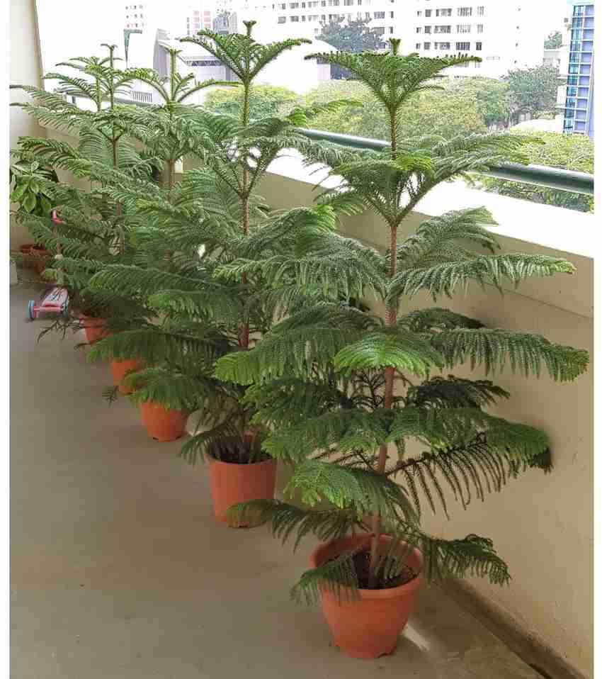 GreenyOn Christmas Tree Plant Price in India Buy GreenyOn