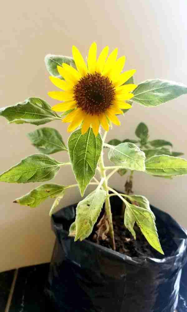 Sunflower price deals