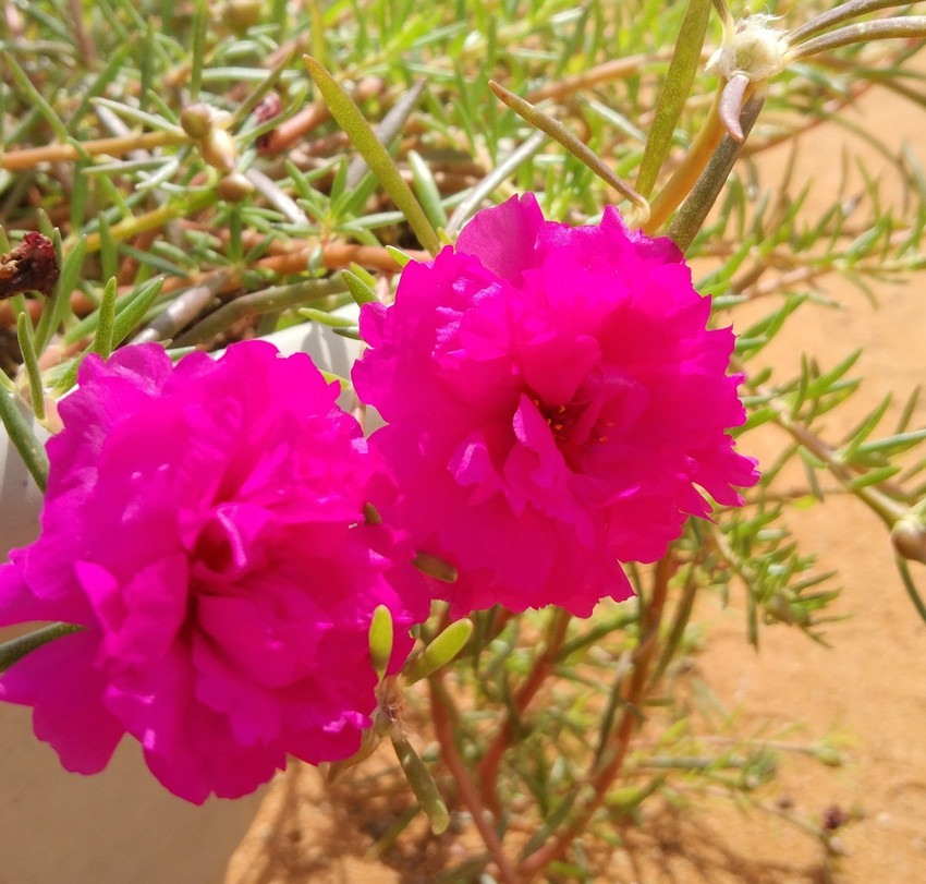 Table rose online plant colours