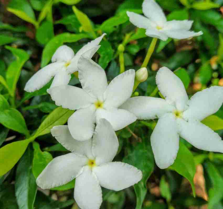 Tips for Growing Jasmine Indoors