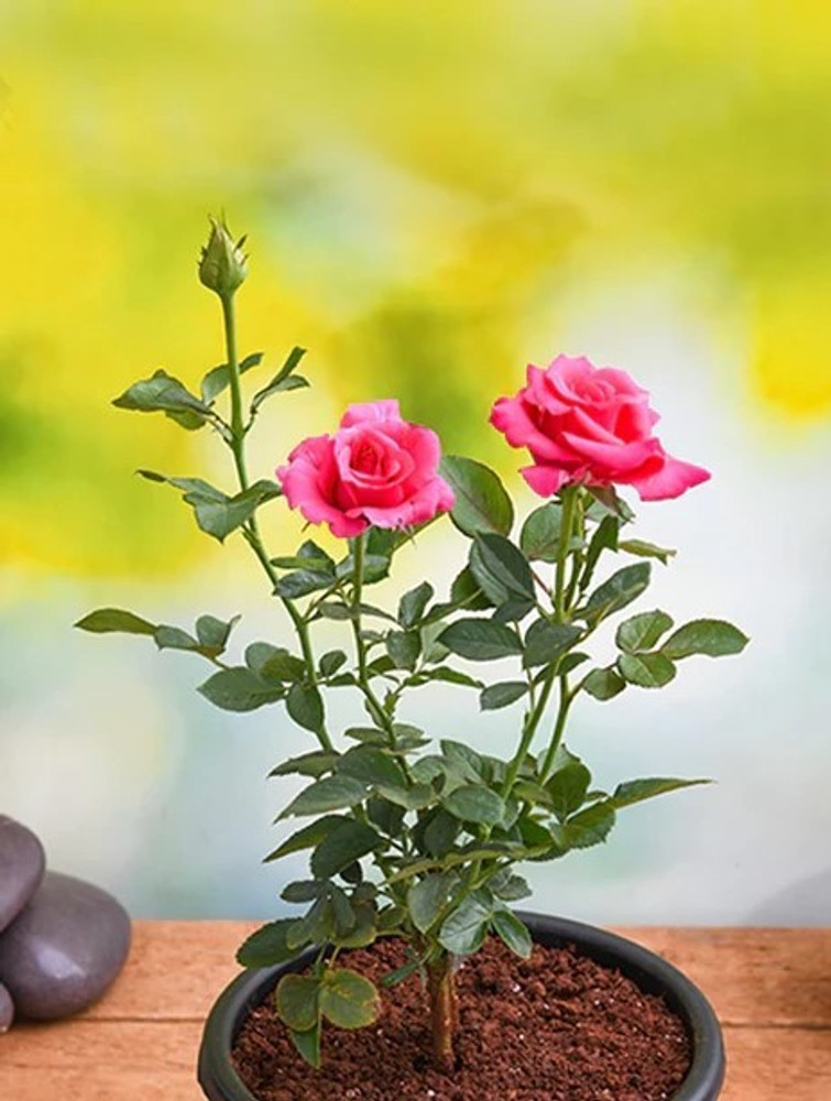 Rose cheap plant price