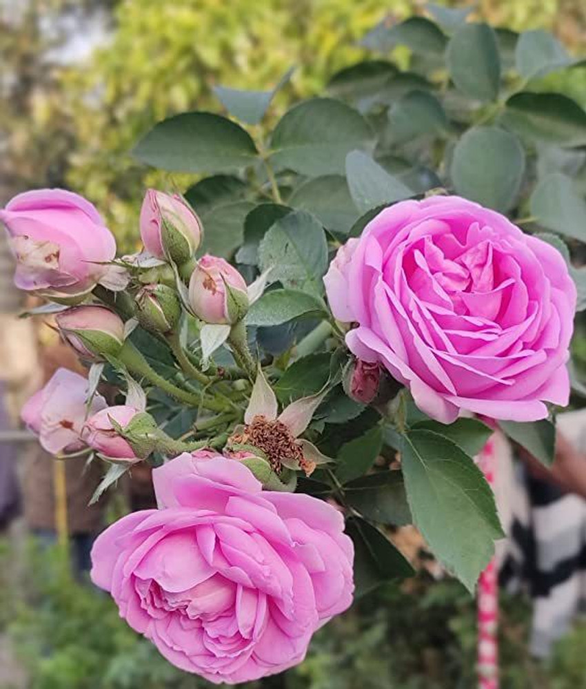 Rose plants for sale near me deals