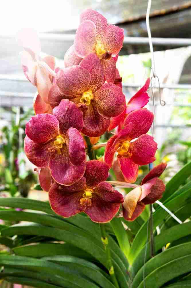 Online orchid clearance plant