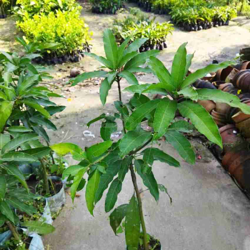 Heaven Of Saplings Badami Mango Plant (Pack Of 1), 47% OFF