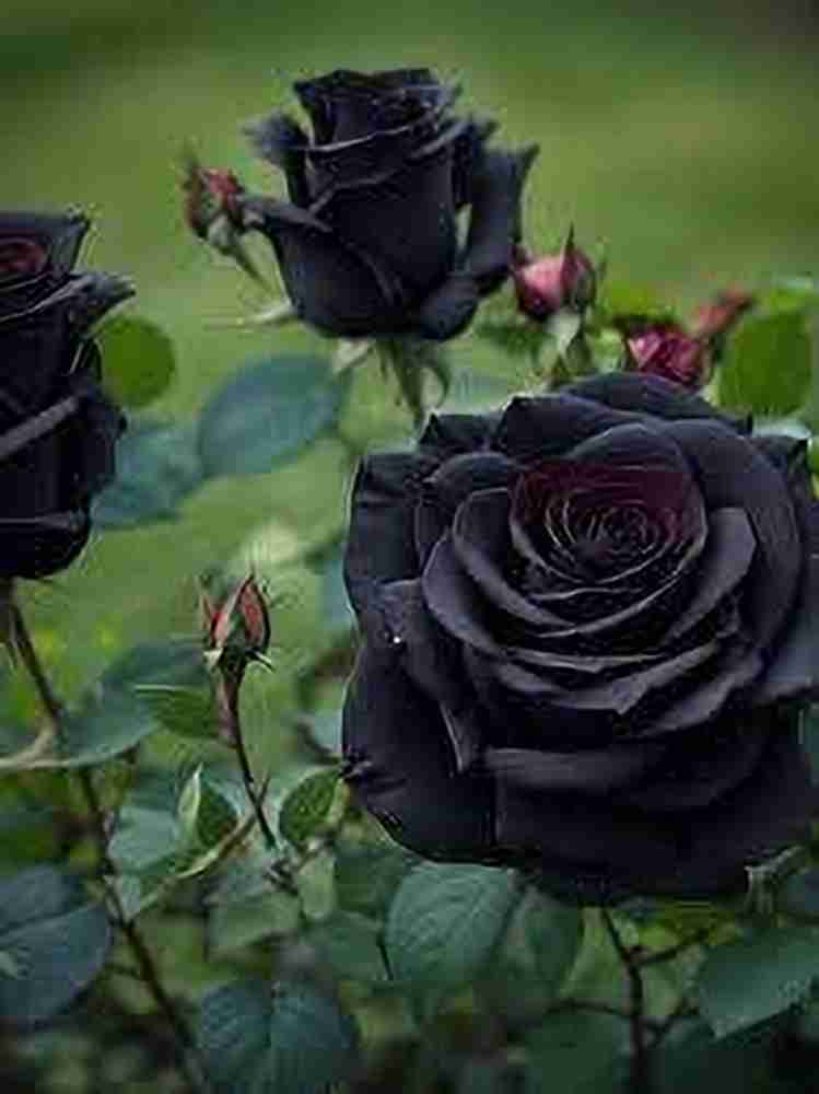ibains Rose Plant Price in India Buy ibains Rose Plant online at Flipkart