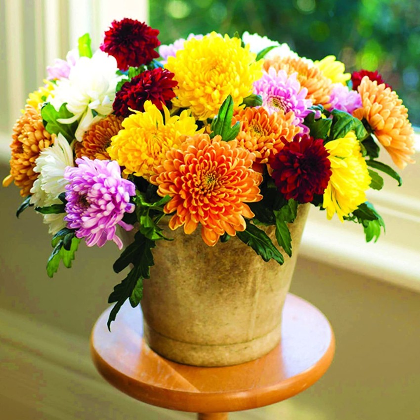 KANAYA Chrysanthemum Flower Seed Price in India - Buy KANAYA Chrysanthemum  Flower Seed online at