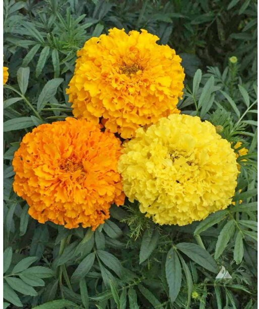 Genda flower shop