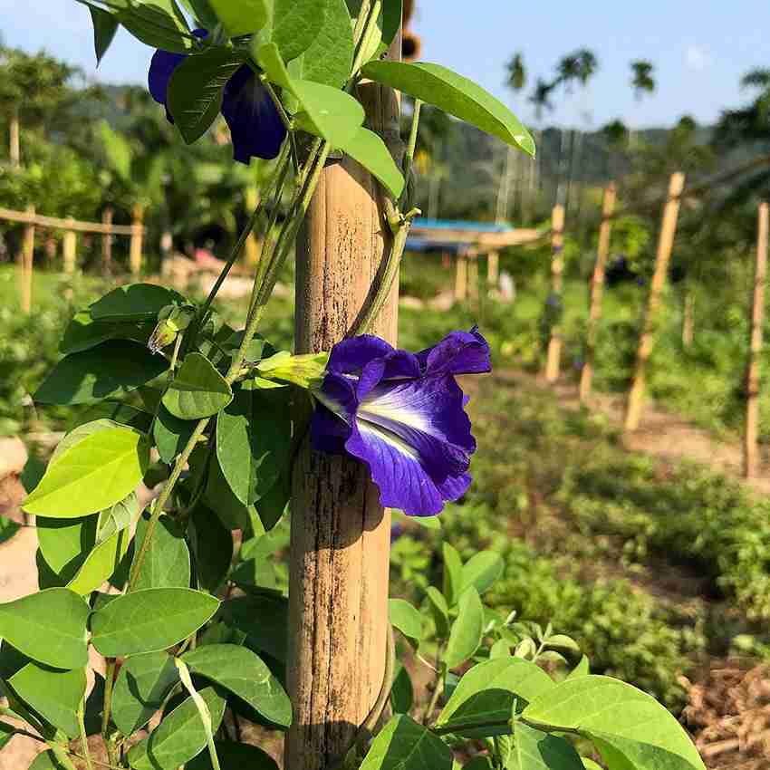 Clitoria ternatea shop plant