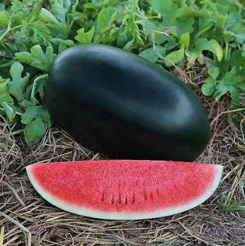 Hybrid Watermelon
