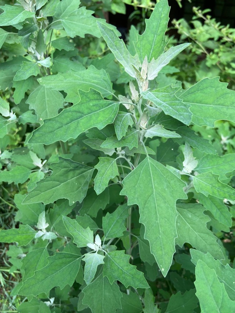 ITTUMM Chenopodium BATHUA Seed Price in India - Buy ITTUMM Chenopodium  BATHUA Seed online at Flipkart.com