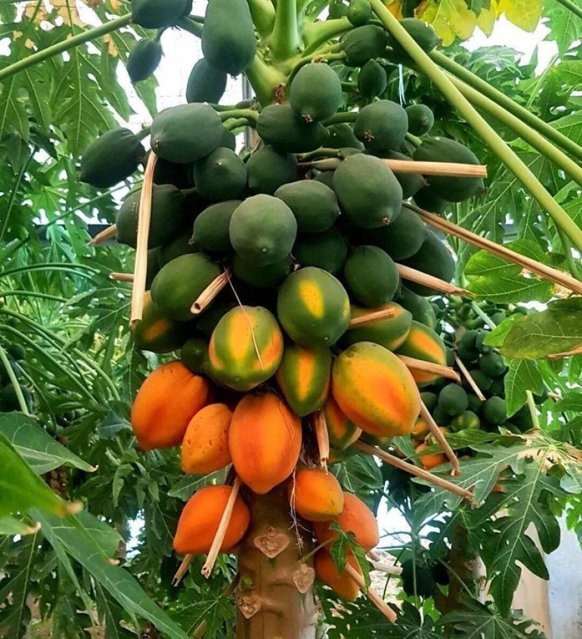 abiswas Big Taiwan Red Lady papaya Seed Price in India - Buy abiswas Big  Taiwan Red Lady papaya Seed online at Flipkart.com