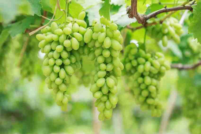 https://rukminim2.flixcart.com/image/850/1000/xif0q/plant-seed/2/t/o/100-gpr-208-organic-green-super-sweet-grapes-green-100seeds-original-imagjamum3kyt9fa.jpeg?q=20