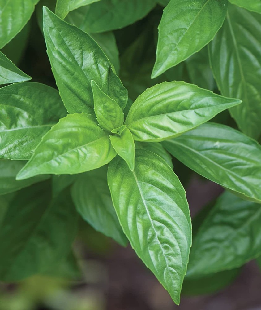 VibeX TLX 24 Genovese Sweet Basil 4500 Seeds Seed Price in