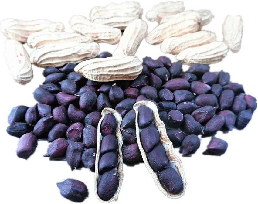 CYBEXIS Heirloom Black Peanut Plant Seeds for Planting500 Seeds