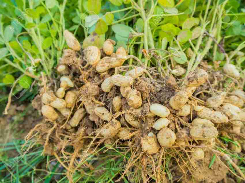 CYBEXIS Heirloom Black Peanut Plant Seeds for Planting500 Seeds