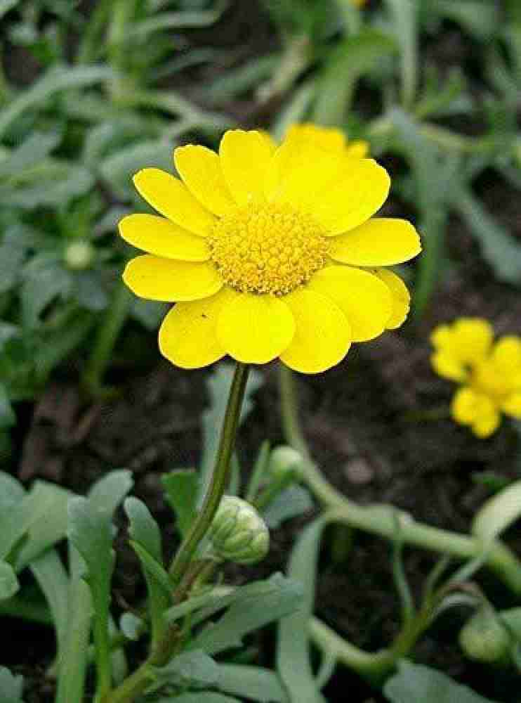 KANAYA Chrysanthemum Flower Seed Price in India - Buy KANAYA Chrysanthemum  Flower Seed online at