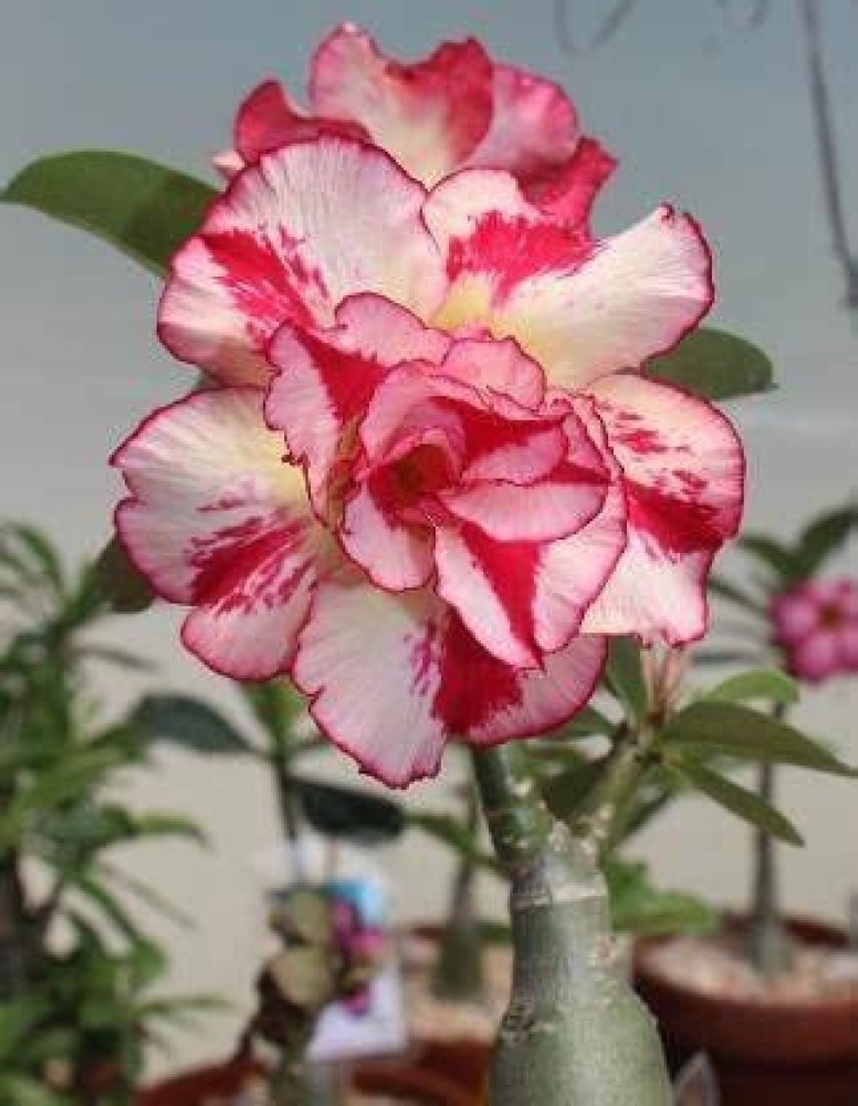 Desert Rose Adenium