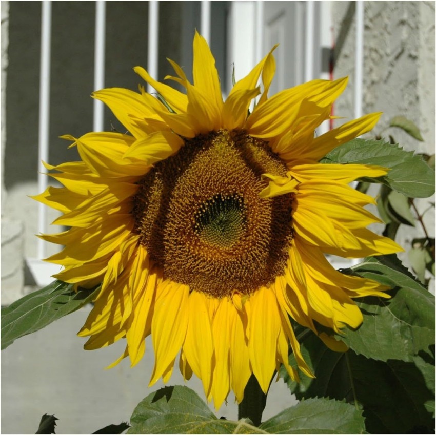 Grey Stripe Sunflower (Helianthus annuus)