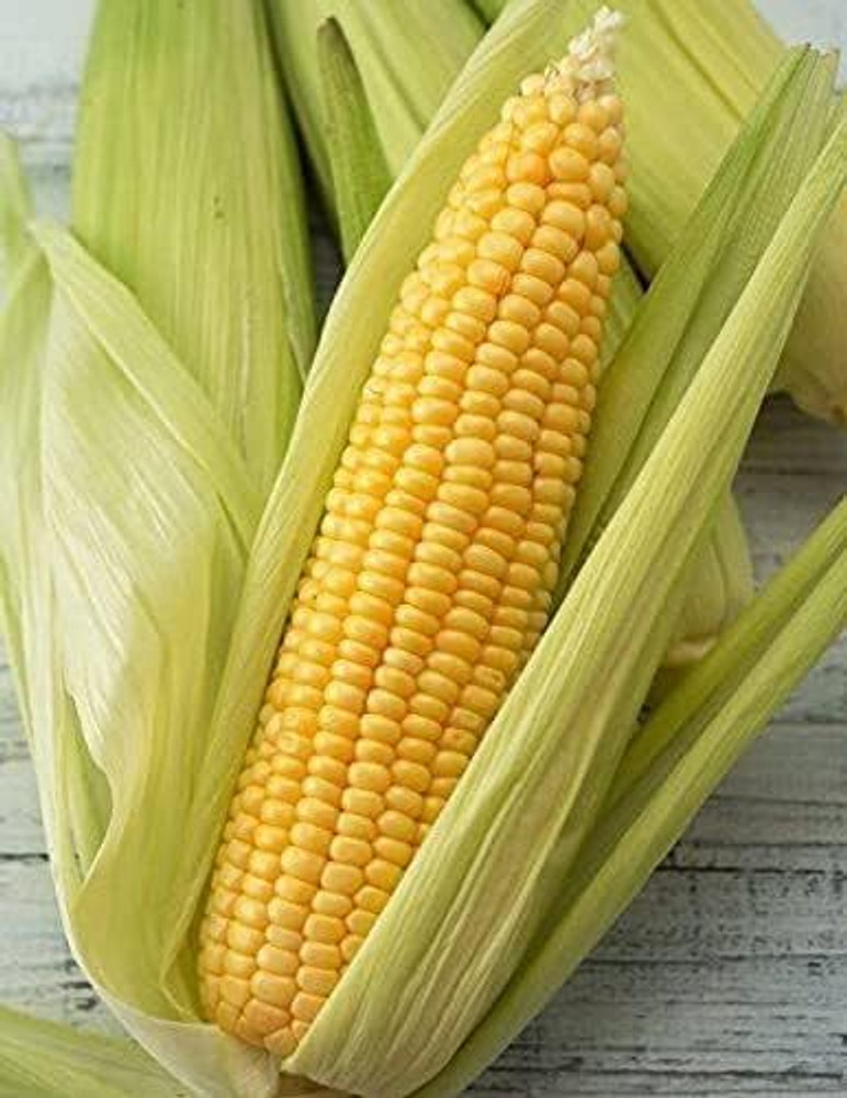Discover 127+ corn seed cost per bag latest kidsdream.edu.vn