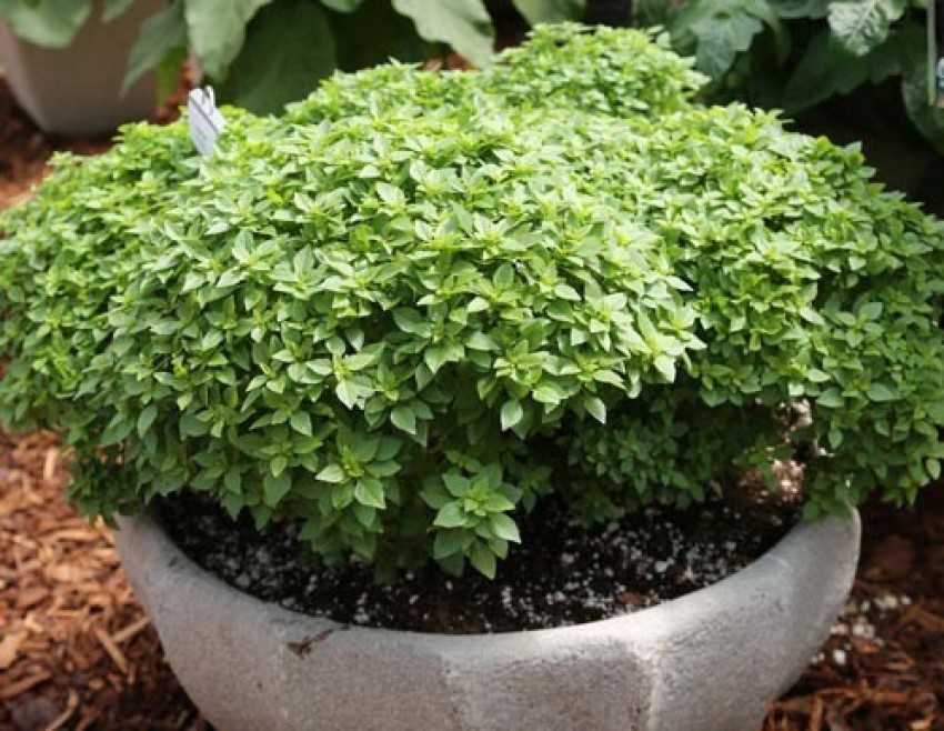 VibeX XXL 23 Boxwood Basil Plant Seeds Seed Price in India Buy