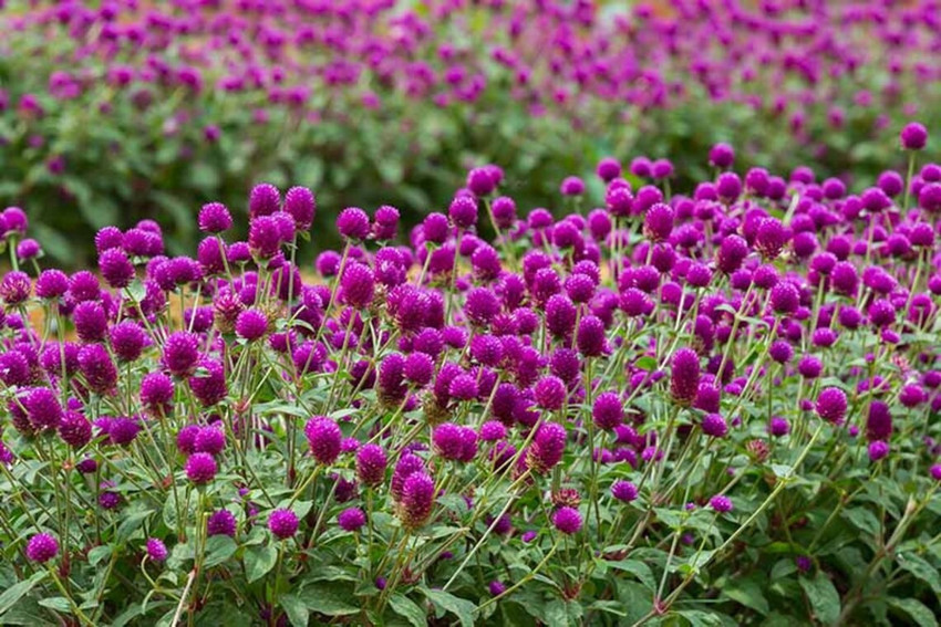 STARKC Purple Gomphrena Flower (Gomphrena Globosa) Seed Price in India -  Buy STARKC Purple Gomphrena Flower (Gomphrena Globosa) Seed online at  Flipkart.com