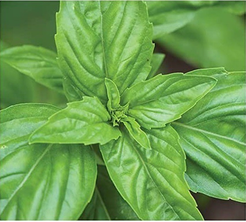 VibeX VXI 36 Sweet Large Leaf Basil 13500 Seeds Seed Price