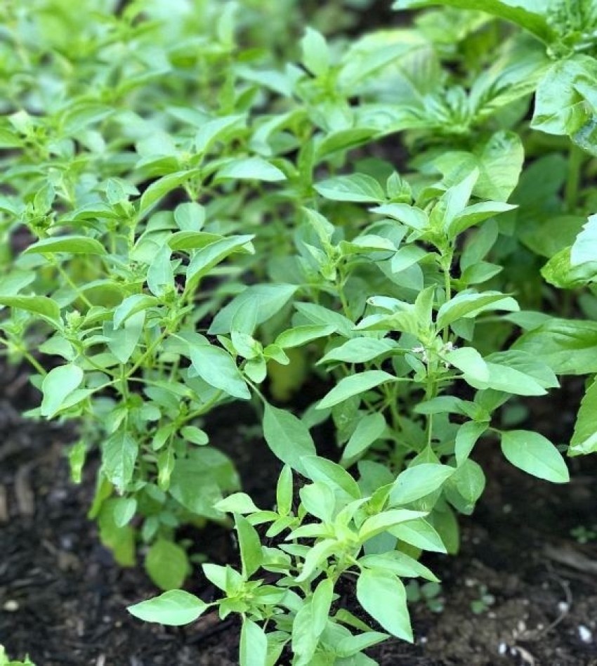 WILLVINE HUA 21 Lime Basil Seeds Seed Price in India Buy