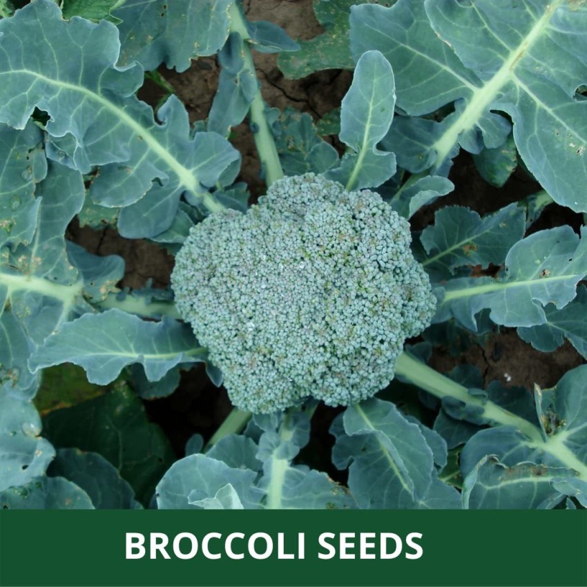 CYBEXIS PAU-62 - Blue Wonder Broccoli - (1350 Seeds) Seed Price in India - Buy  CYBEXIS PAU-62 - Blue Wonder Broccoli - (1350 Seeds) Seed online at