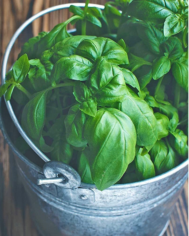 VibeX HUA 65 Sweet Basil Genovese Ocimum Basilicum 1500 Seeds