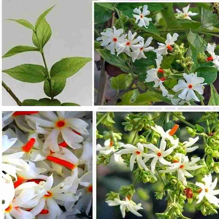 How To Grow Parijat Flower Plant Best Flower Site