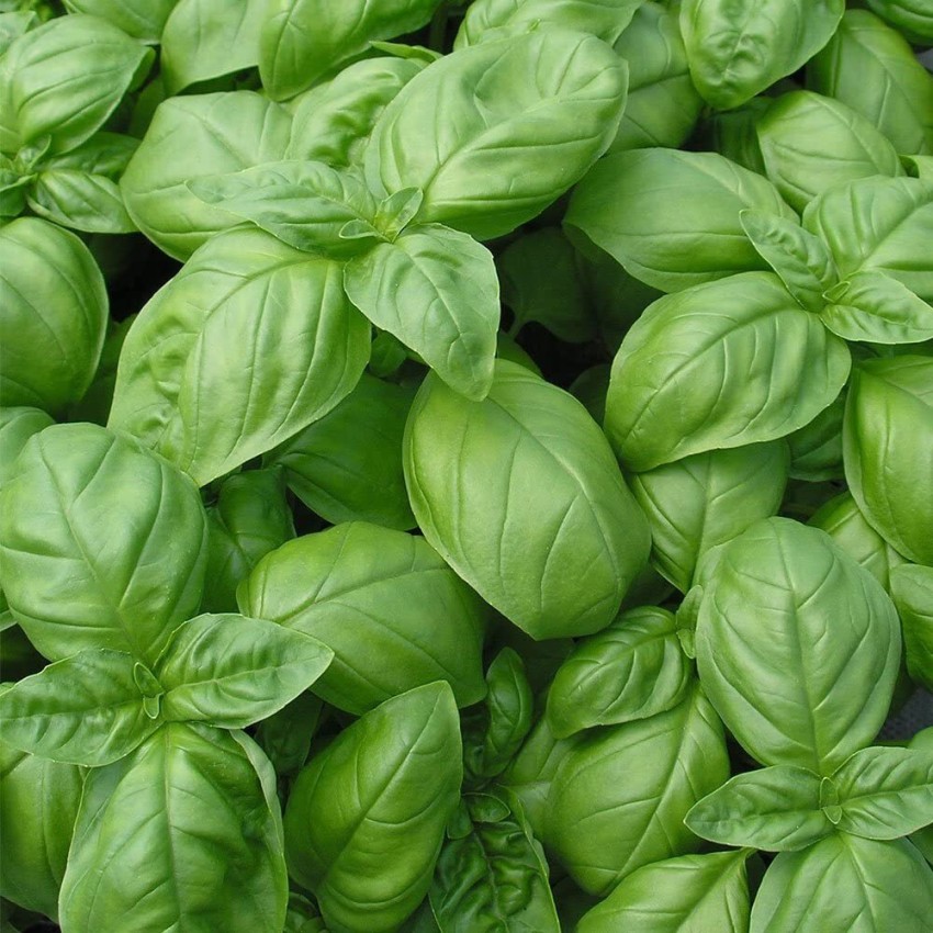 CYBEXIS PAU 45 Sweet Large Leaf Basil 13500 Seeds Seed Price