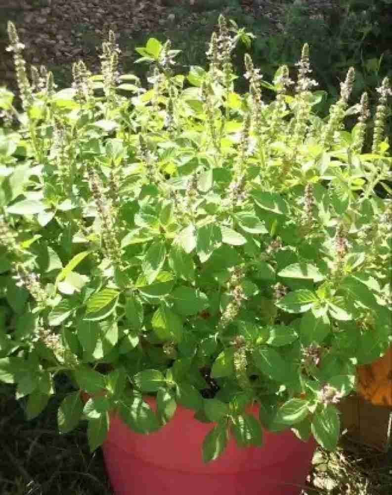 MAA Holy Basil Tulsi Tulasi Seed Price in India Buy MAA Holy