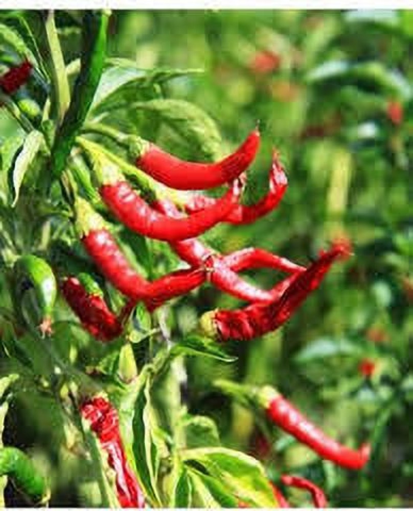 paudhawala chilli , mirchi Seed Price in India - Buy paudhawala chilli ,  mirchi Seed online at Flipkart.com