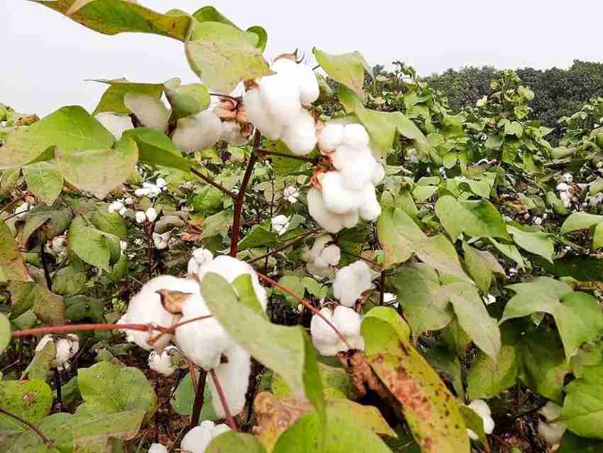 Buy Cotton Seeds Online at Best Price in India