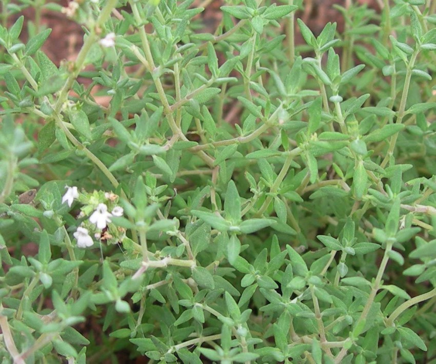 Orange Thyme - Thyme Seed