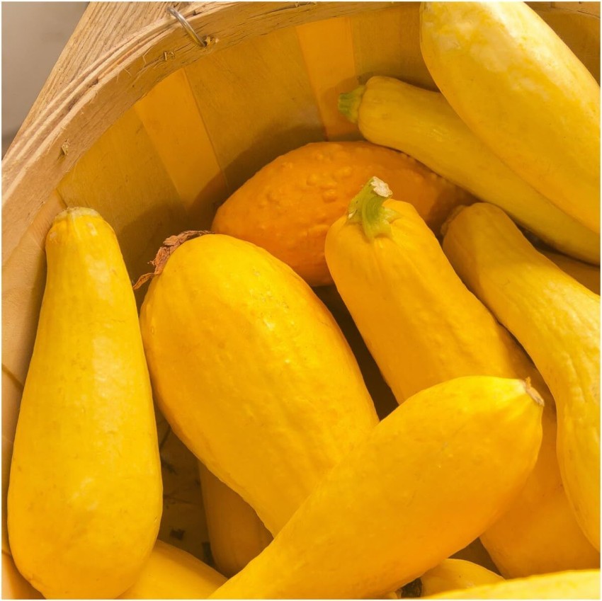 Summer Squash Early Prolific Straightneck Organic