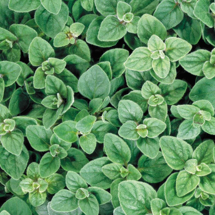 PROWSEED Organic Greek Oregano Plant (Origanum Vulgare) Seed Price in India  - Buy PROWSEED Organic Greek Oregano Plant (Origanum Vulgare) Seed online  at Flipkart.com
