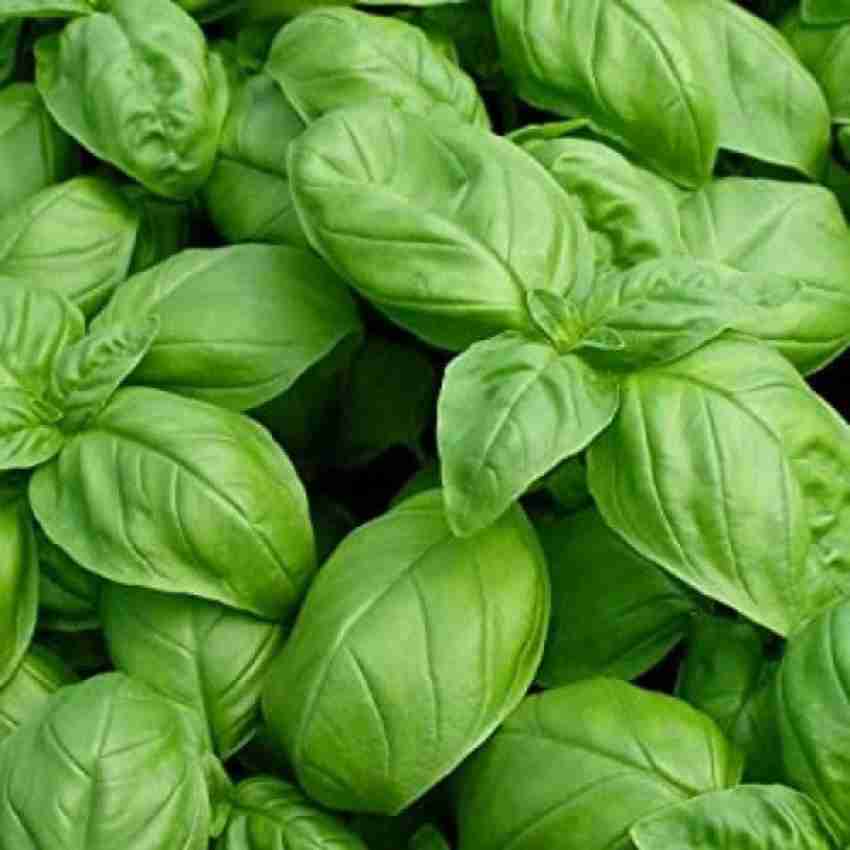 OFKEN Herb Basil Green Italian Seed Price in India Buy OFKEN