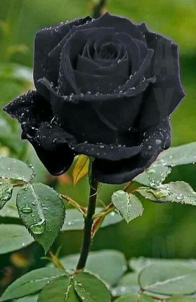 JDM Store Black rose seeds Seed Price in India Buy JDM Store
