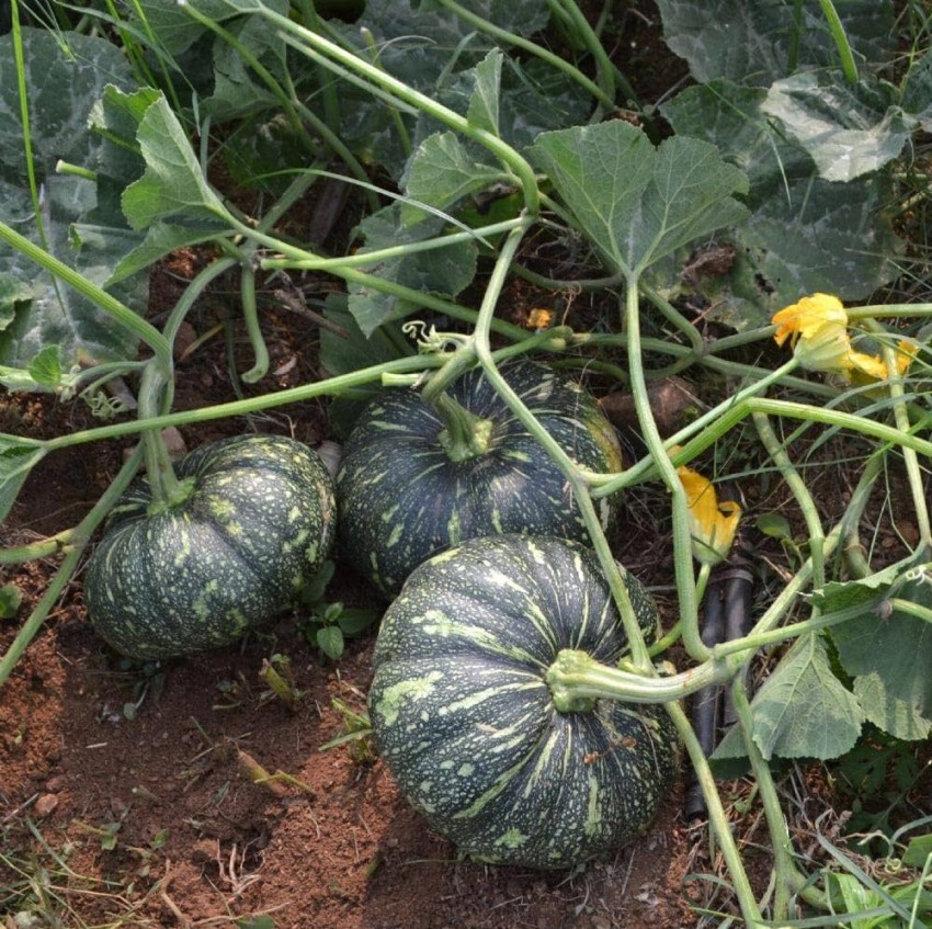 24+ Styrian Pumpkin Seeds For Planting