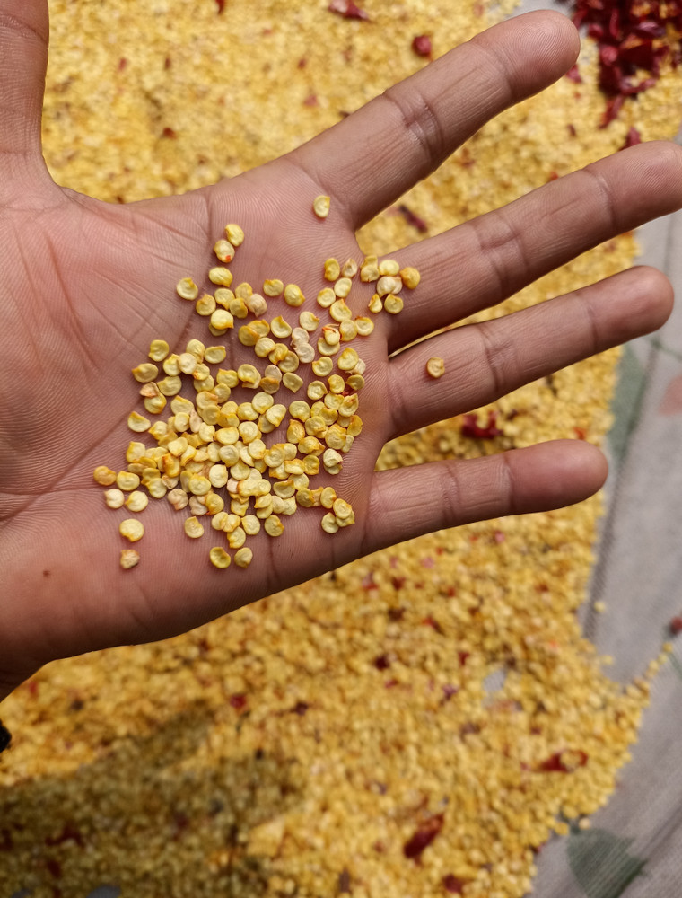 Chilli Seeds
