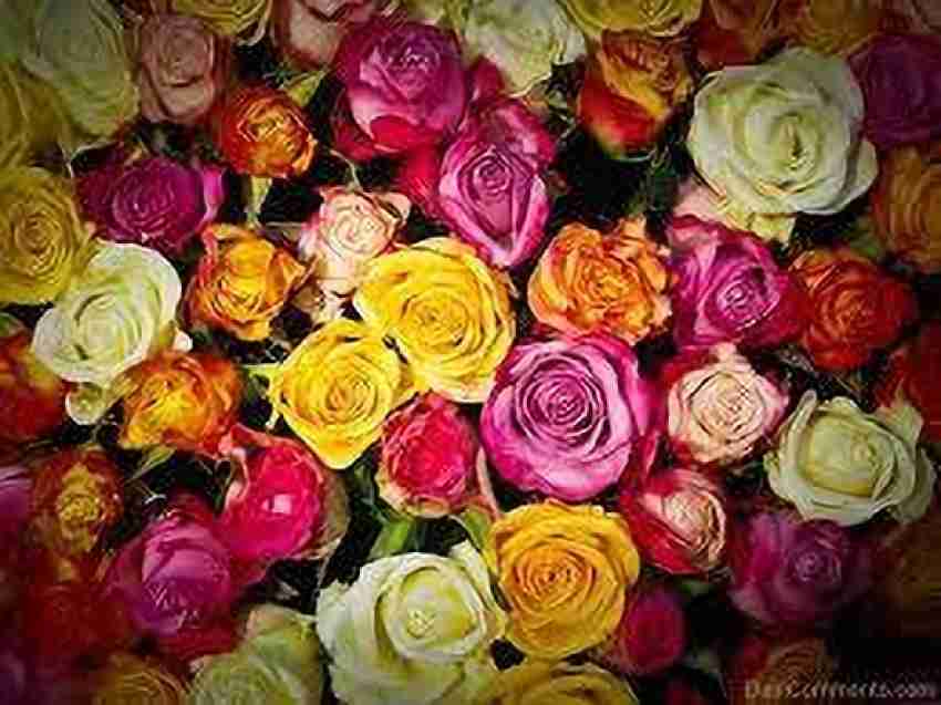 Valentines Build Your Rose Boxes (400 stems) - Floral Professionals