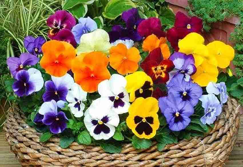 Pansy Flower Guide How To Grow Pansy Types, Pics, Identify
