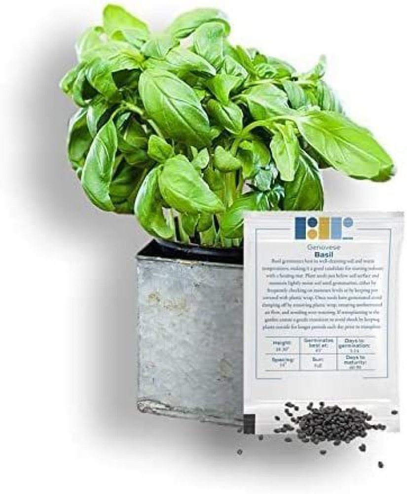 VibeX VXI 6 Basil Genovese Ocimum Basilicum Seed Price in India